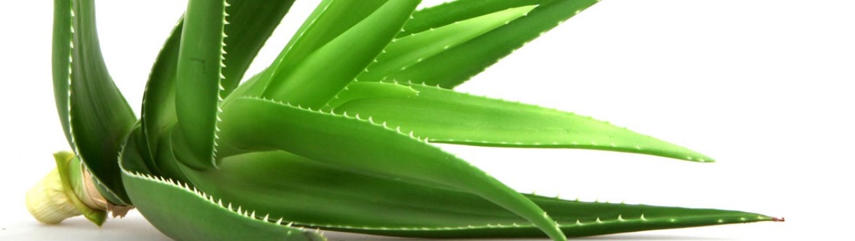 Aloe Vera's Weight Loss Benefits | LFA Tablet Presses