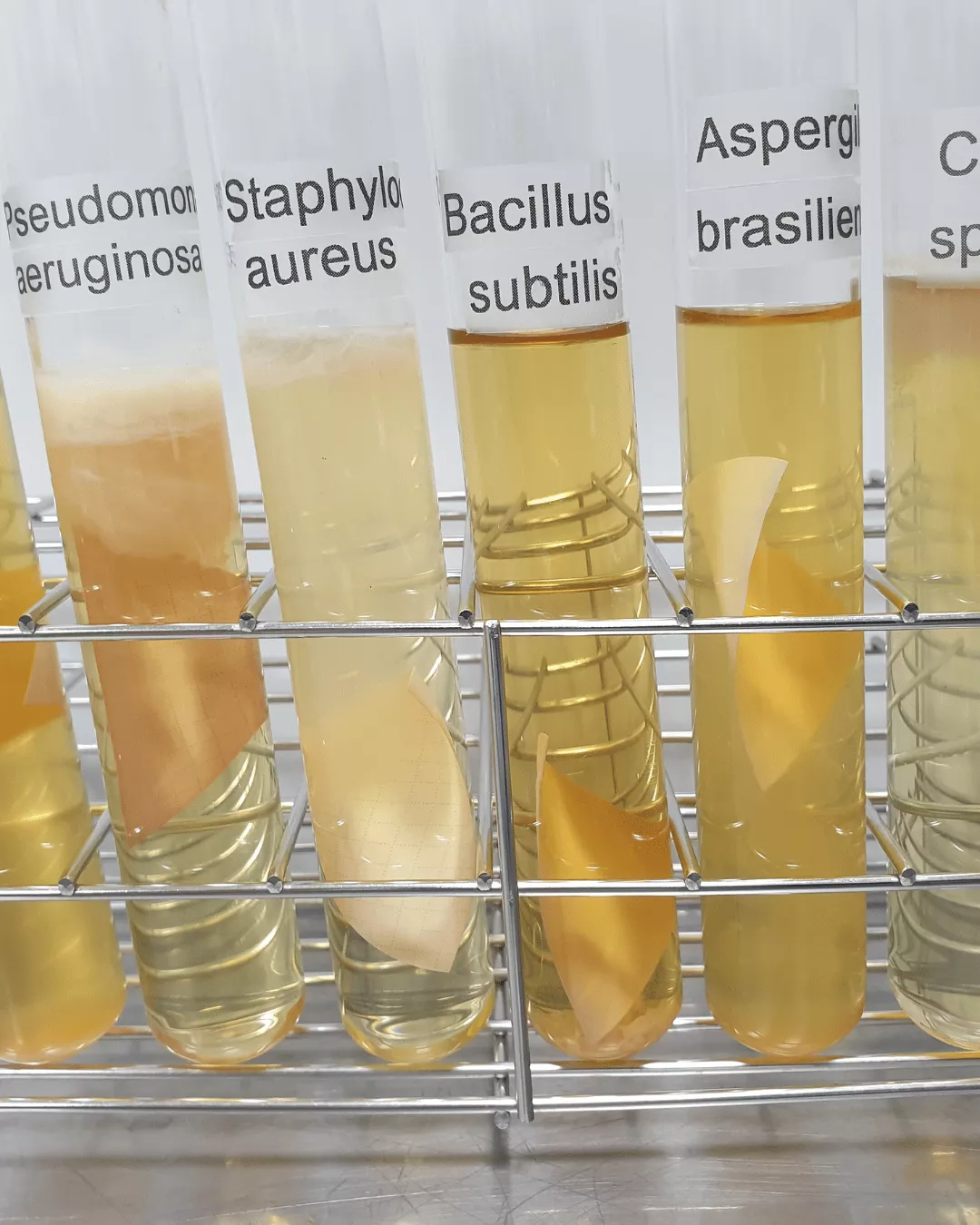 Microbial limit test growths in test tubes.